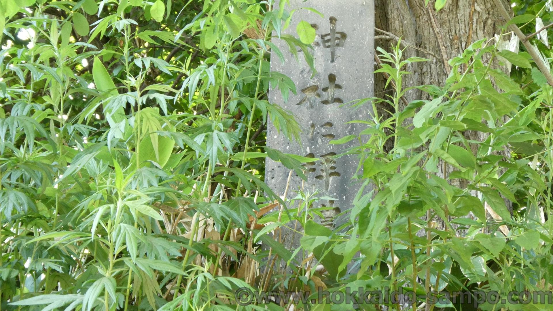 奔別小学校跡地を探すさんぽその4―今回は学校から奔別神社へ