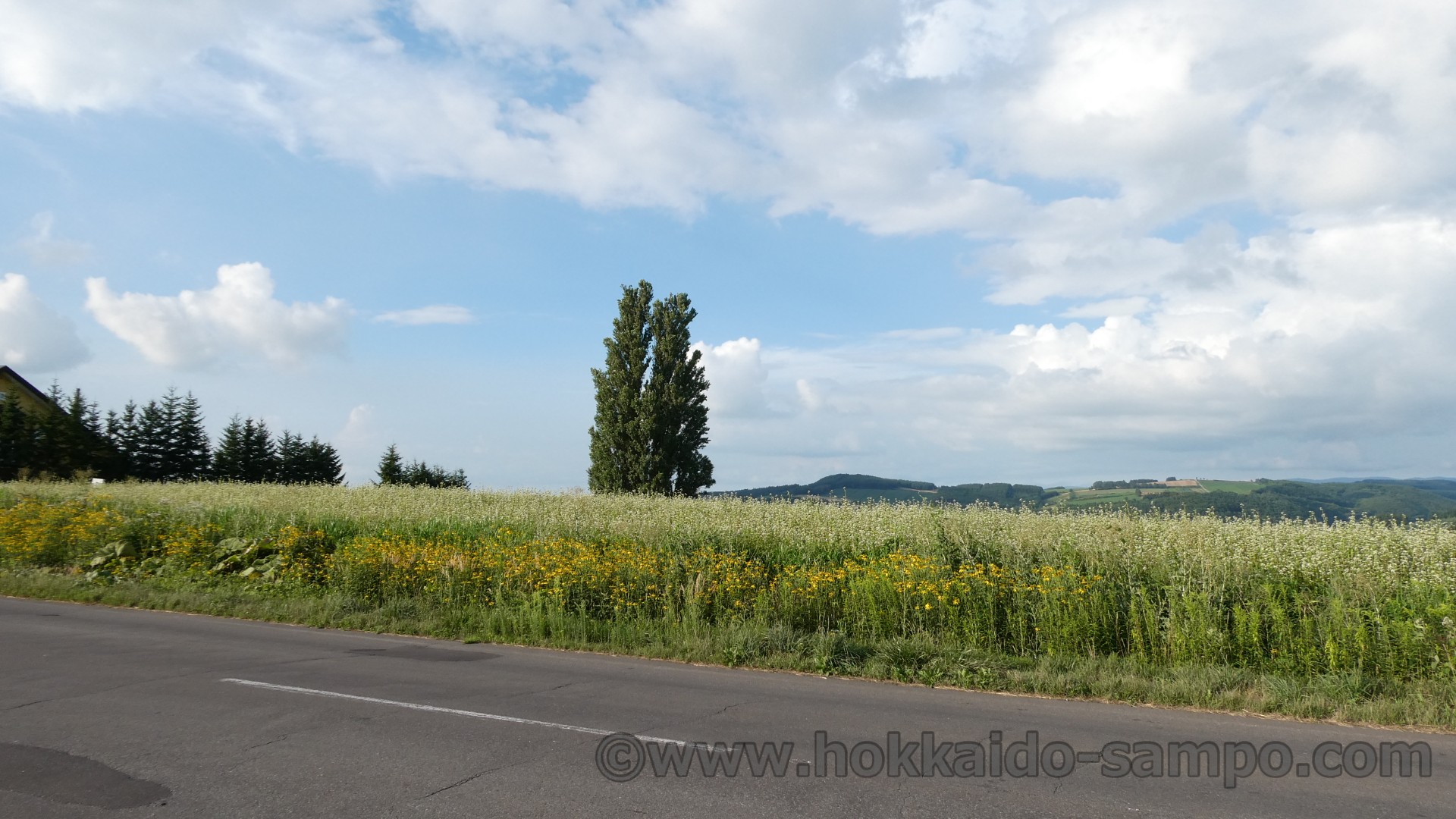 ケンとメリーの木、早く見ておいた方がいい理由