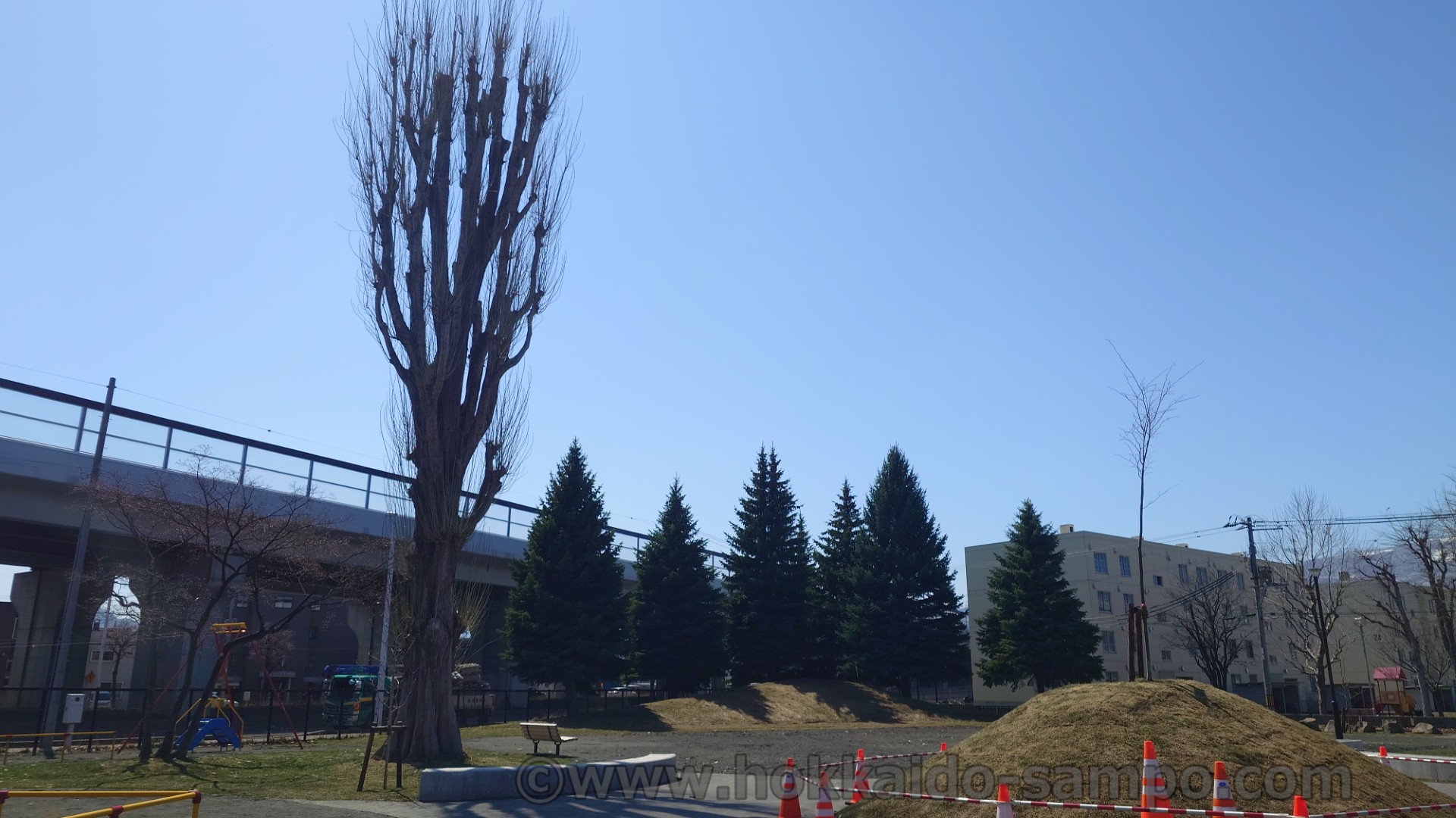 発寒ポプラ公園のポプラがラス１になっていた